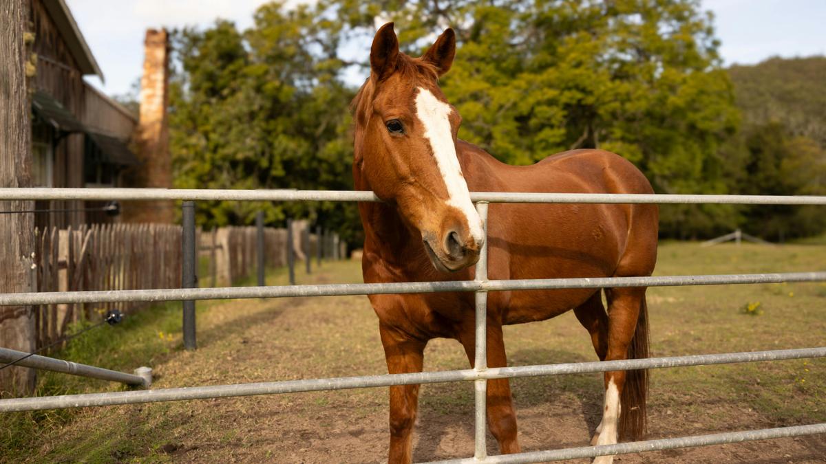 Watagan: BYO Horse Holiday