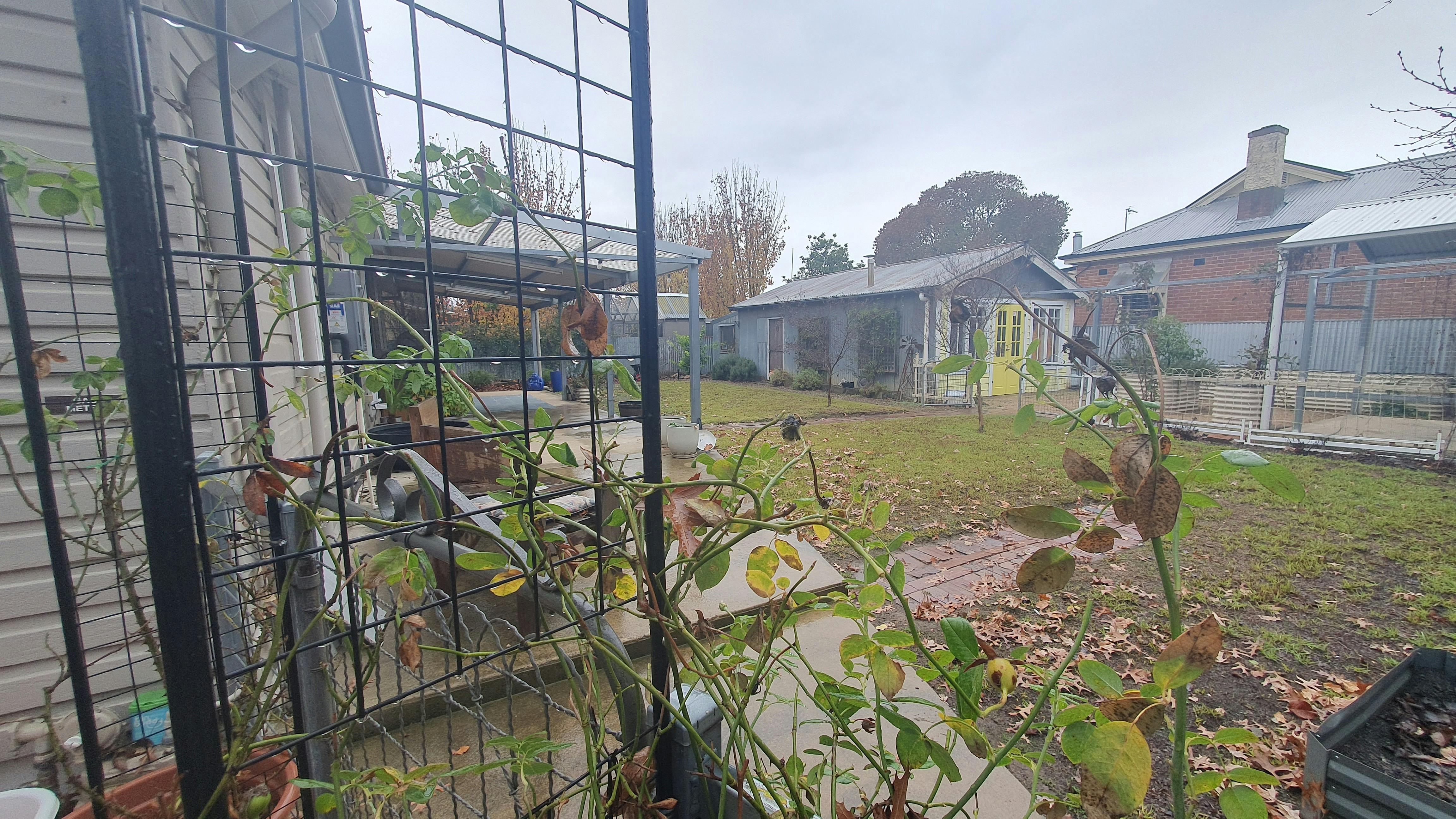 Pet friendly backyard