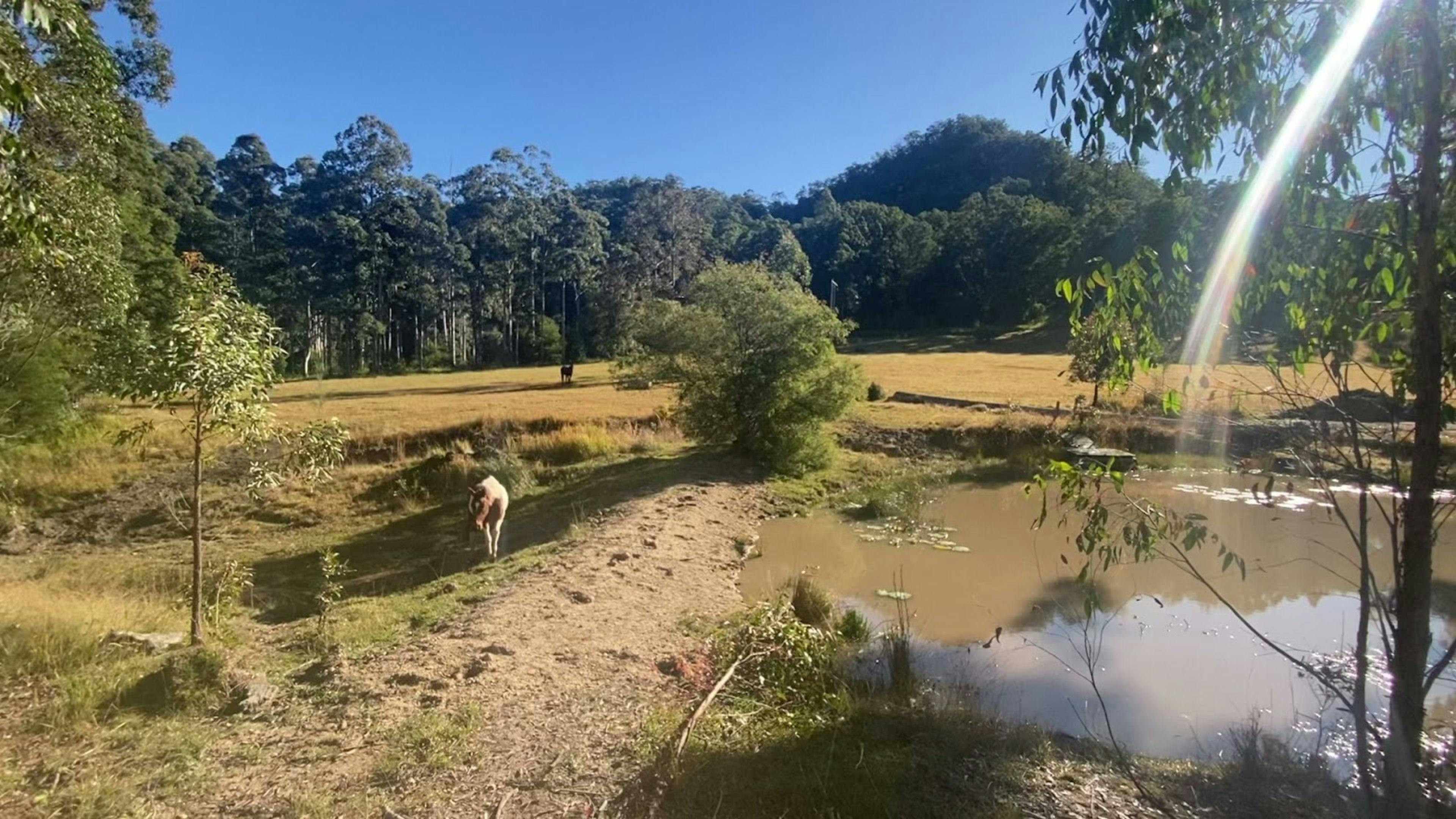 Front paddock Dam for our horses.