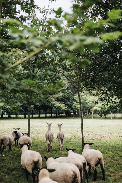 Woodland Studio and Farm