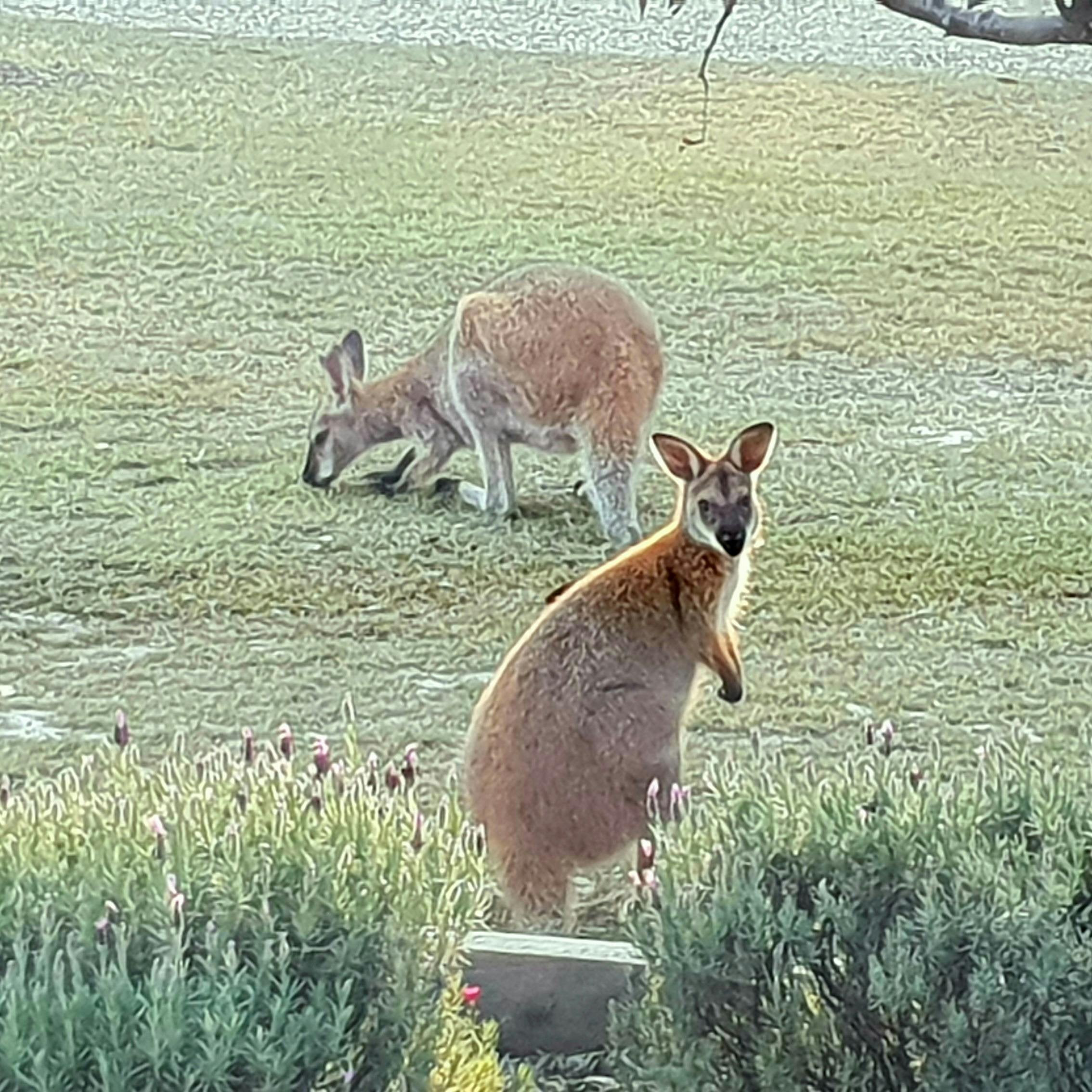 Wallaroos at Woodlane