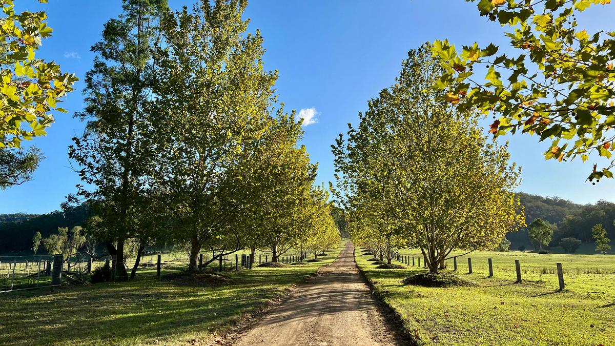 Wollombi Springs