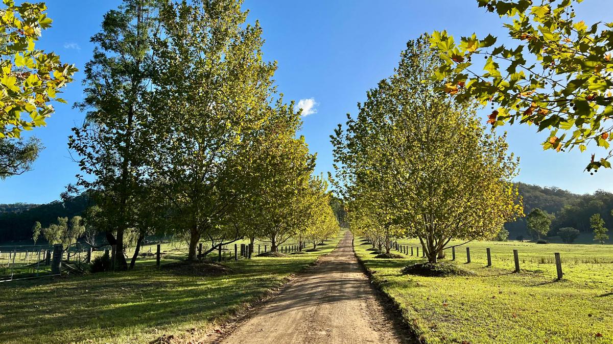 Wollombi Springs