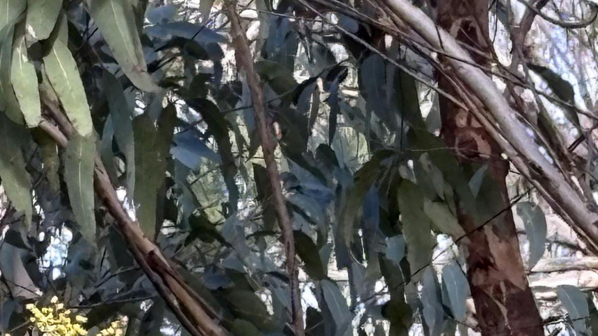 Wollombi Springs