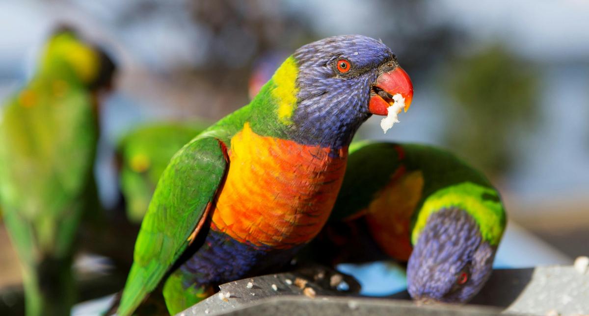 Lorikeet