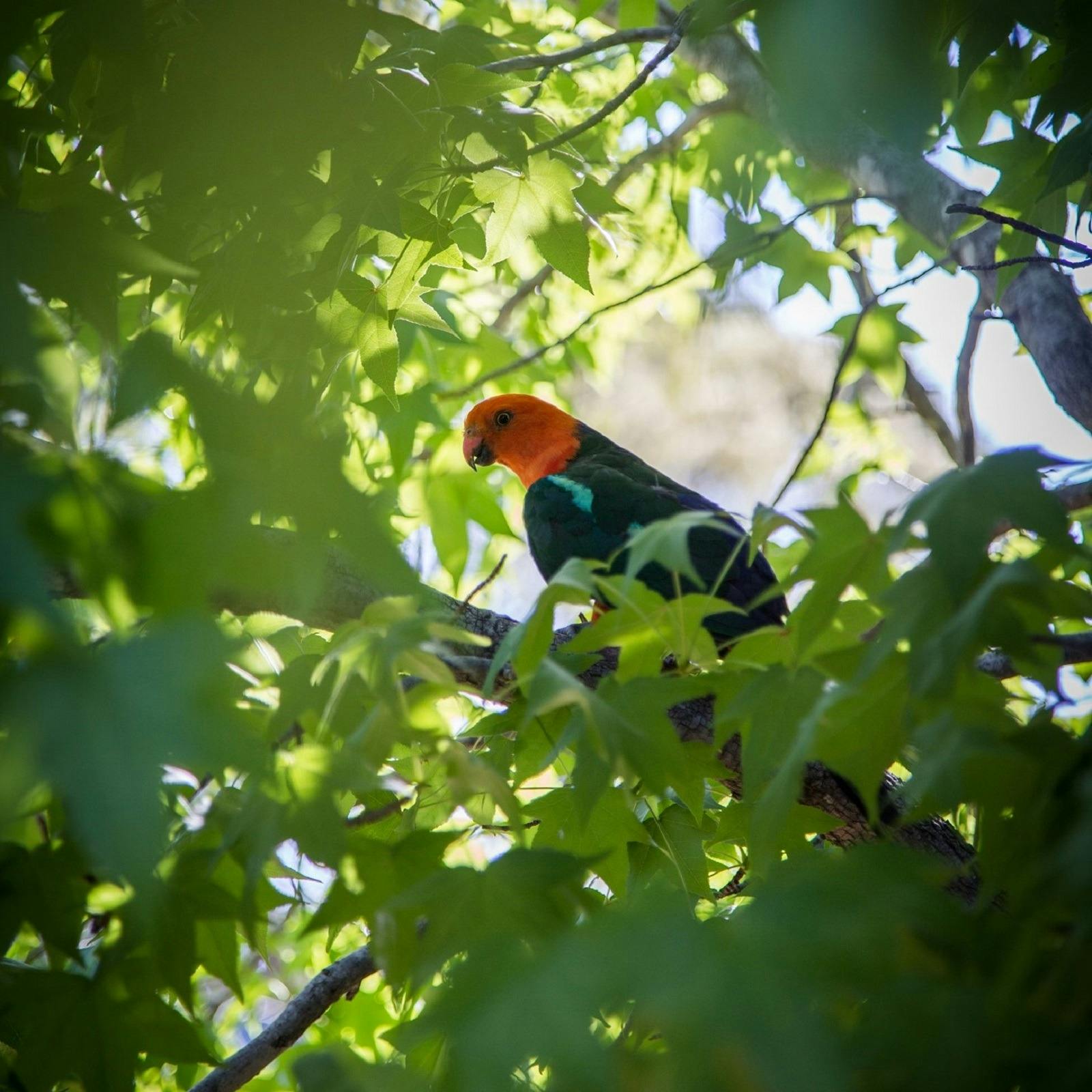Parrot in the Trees at WMM