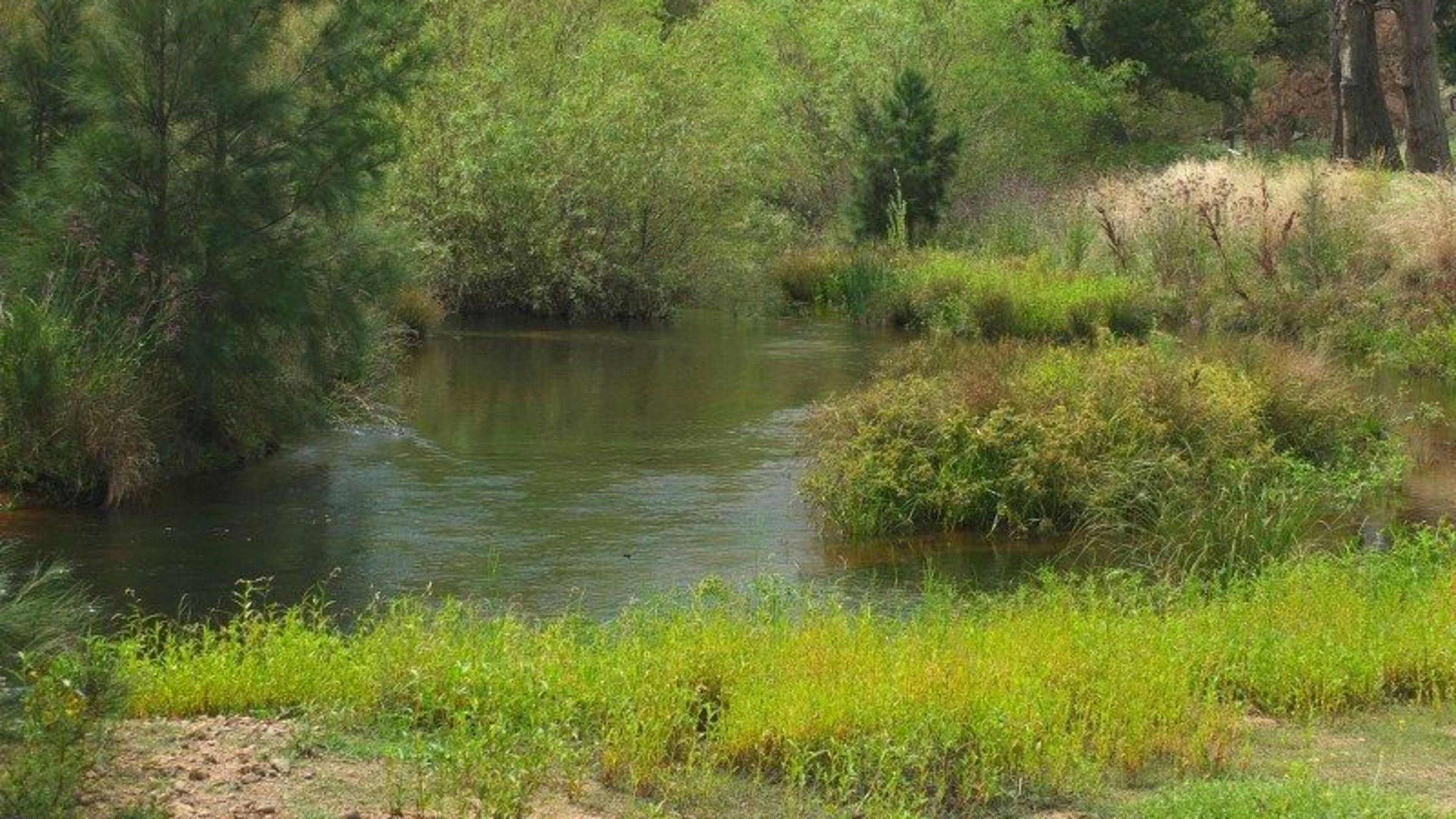 Windy Oaks Farm, O'Connell