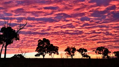 Windy Oaks Farm, O'Connell