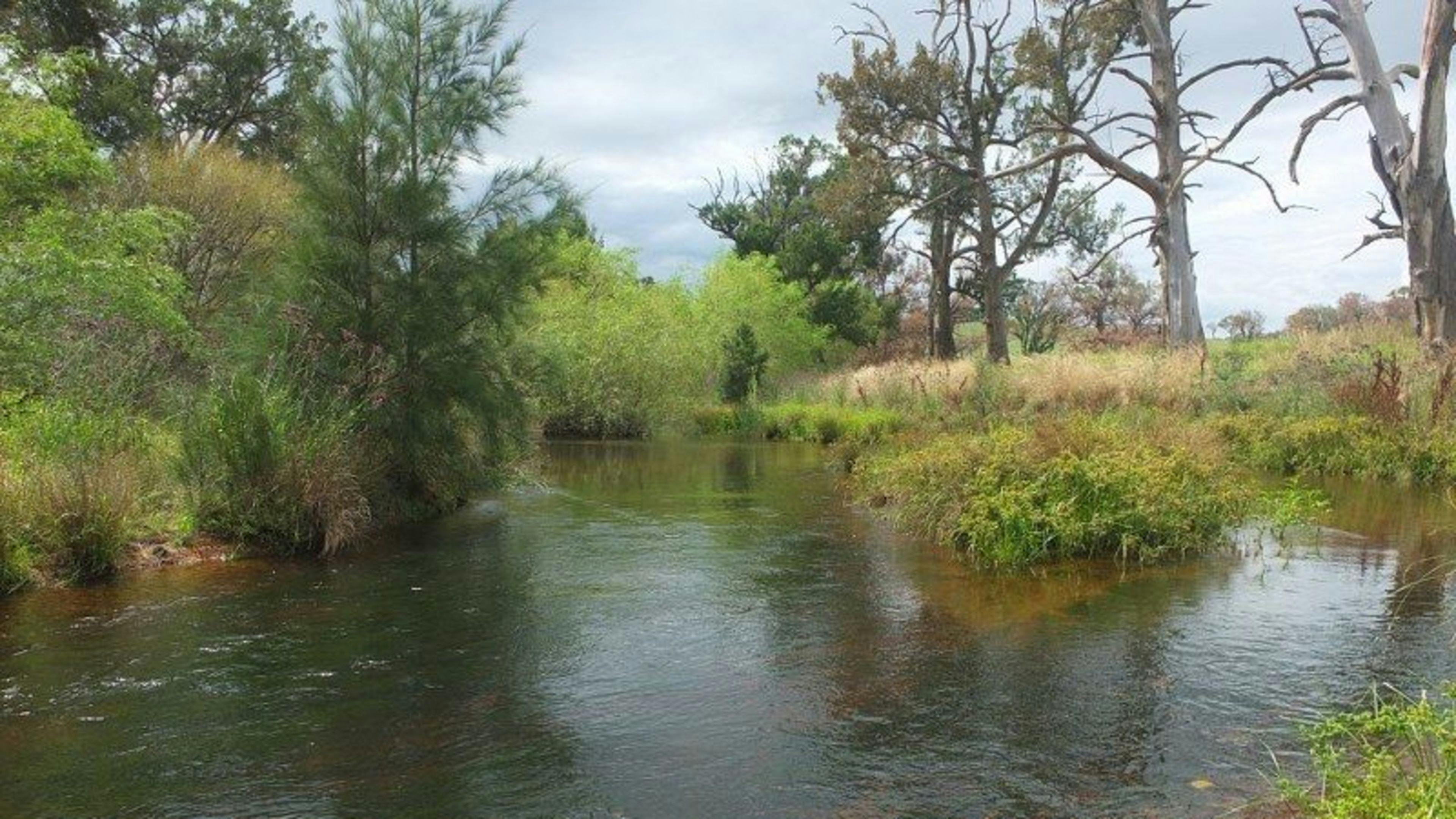 Windy Oaks Farm, O'Connell