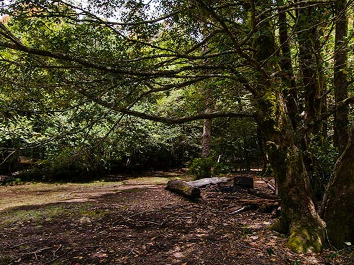 Wombat Creek campground, Barrington Tops National Park. Photo: John Spencer/NSW Government