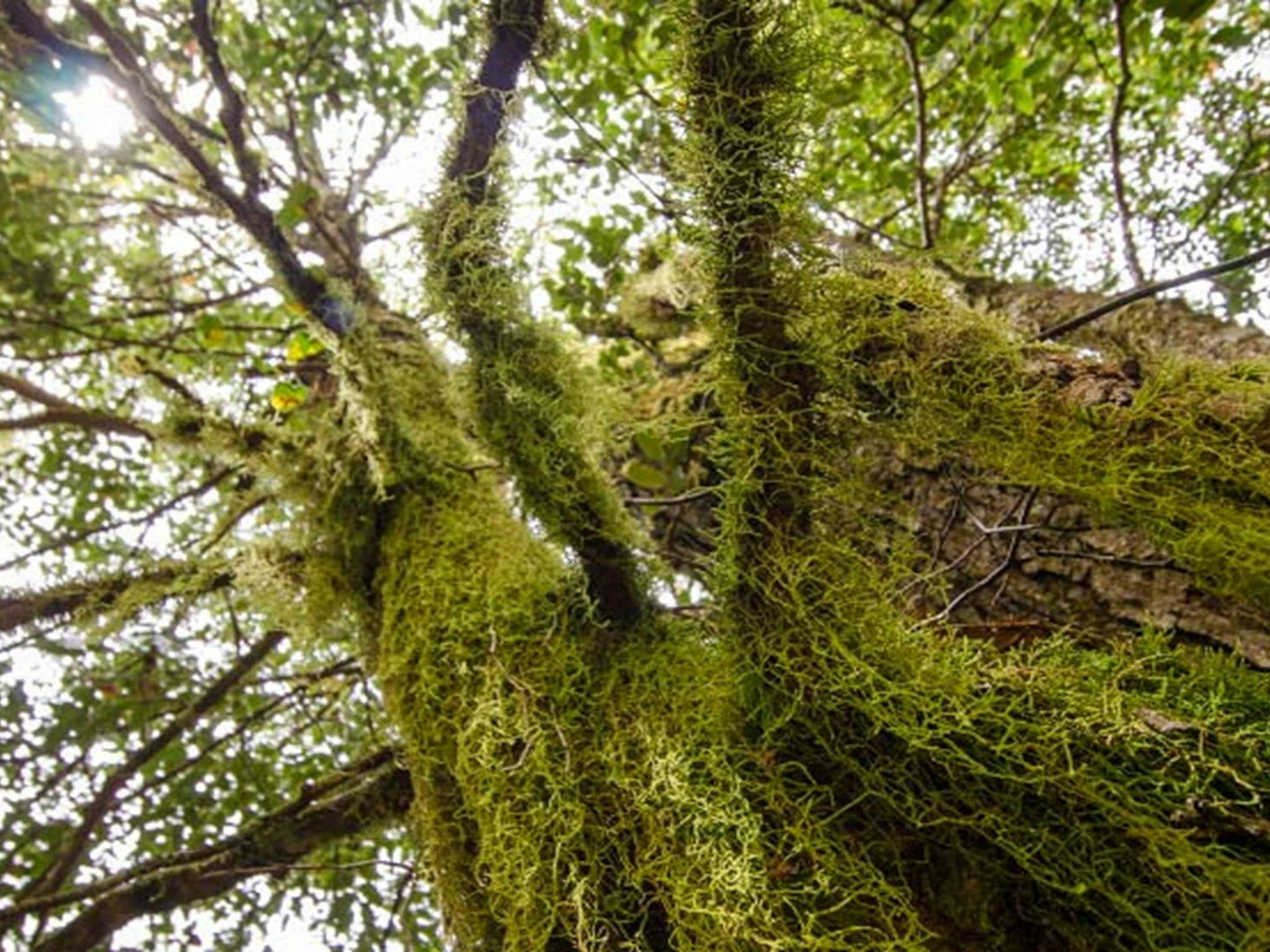 Wombat Creek campground, Barrington Tops National Park. Photo: John Spencer/NSW Government