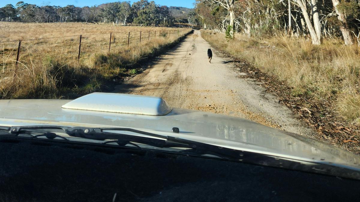 Wombat Flats