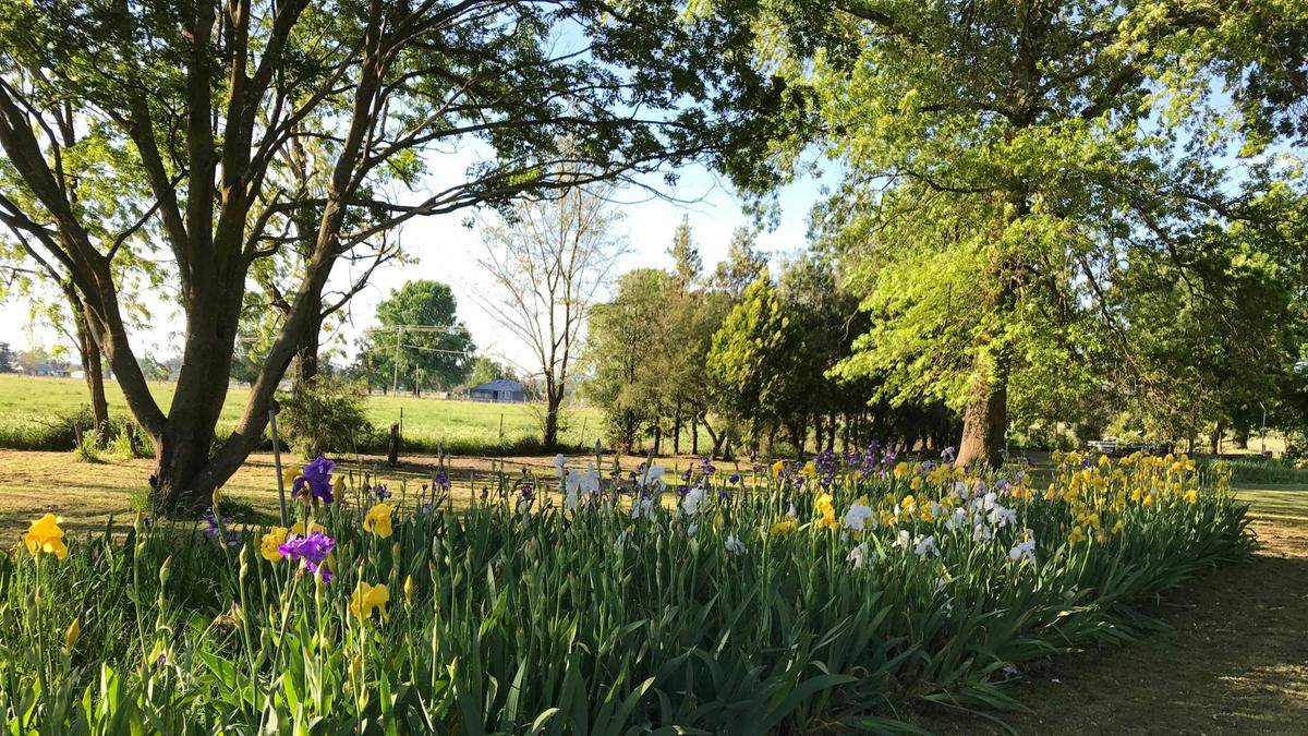 The Violet Farm