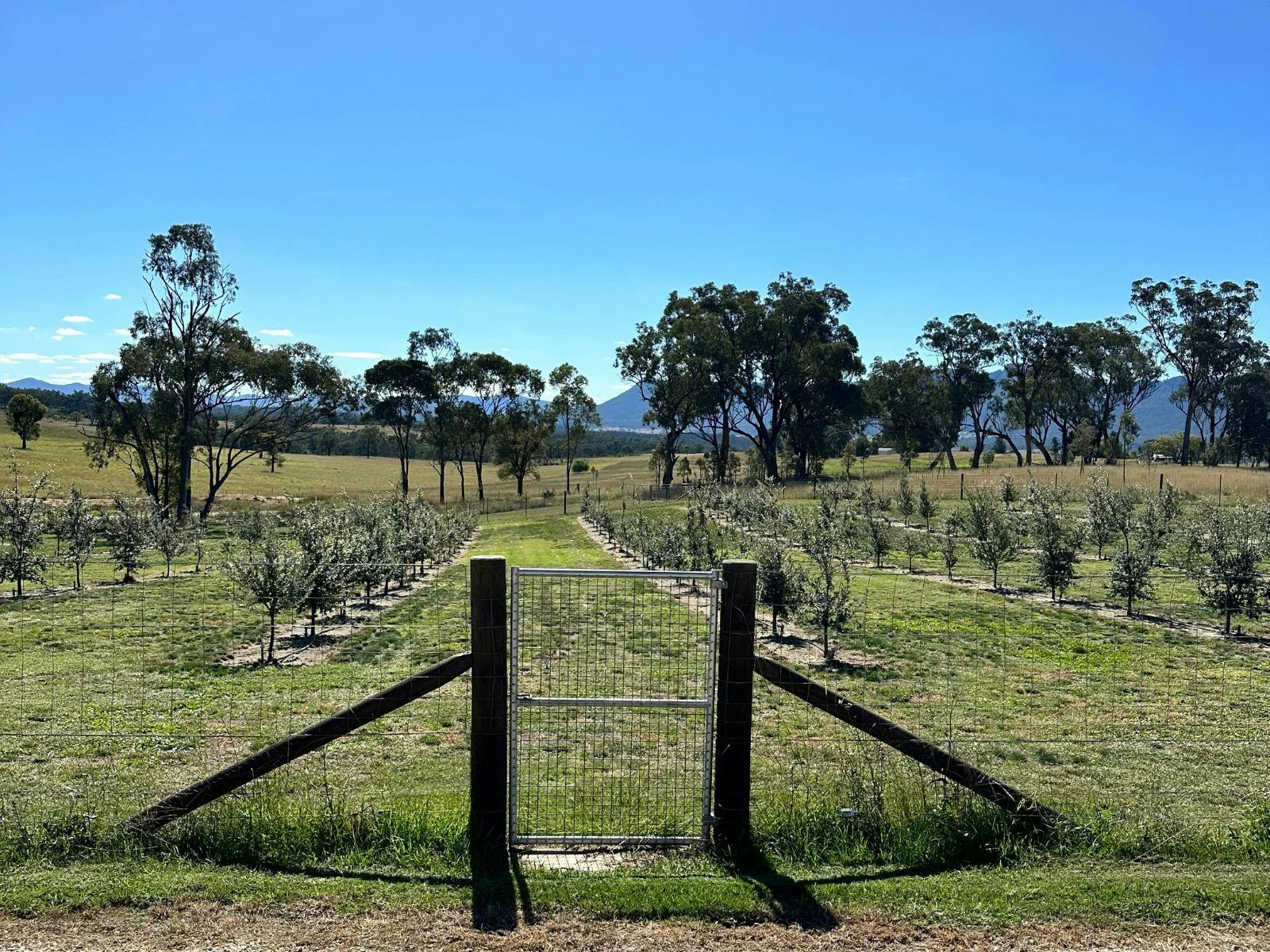 Wander through the Oak trees on a guided walk to discover truffles