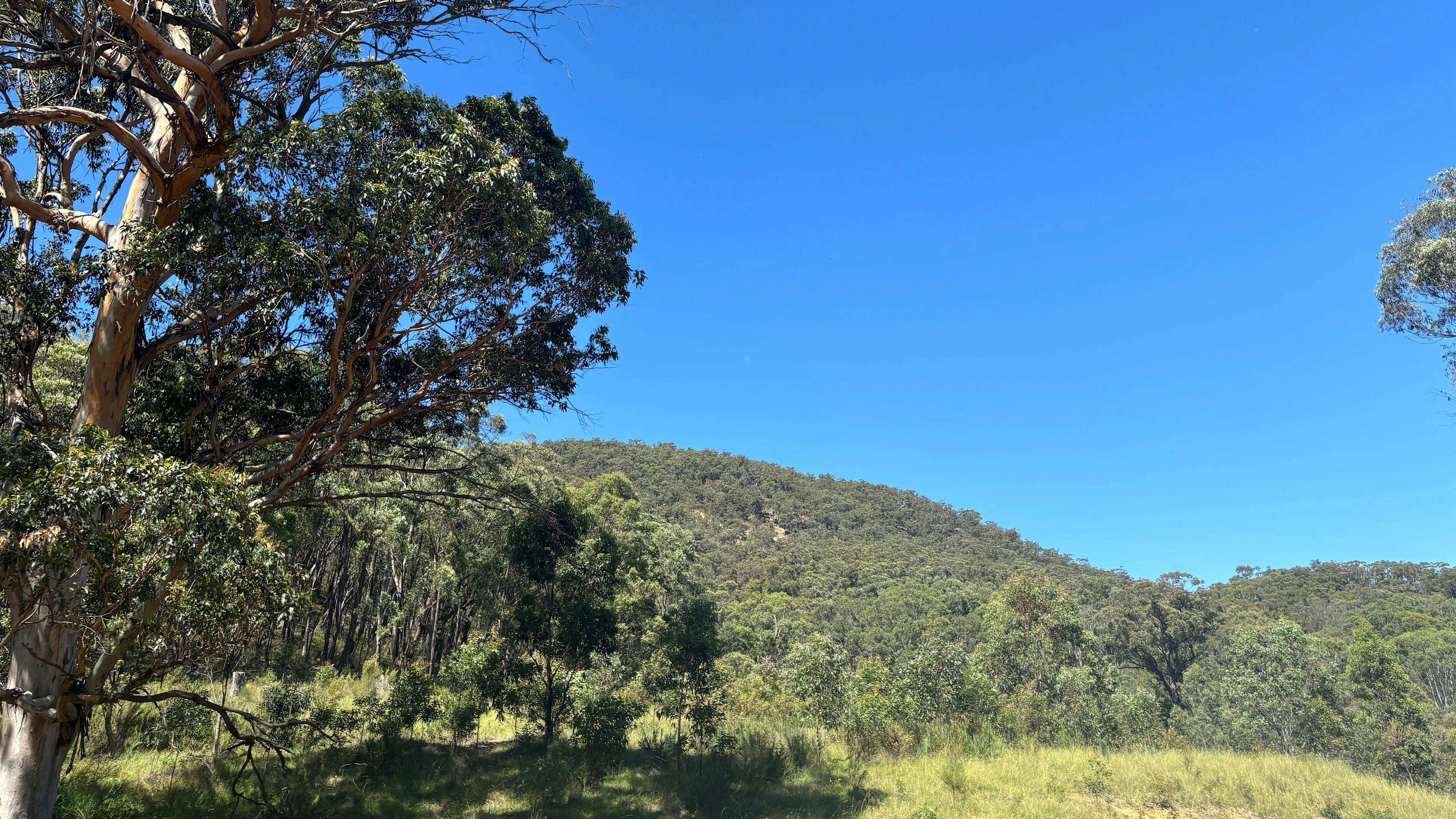 Wildwoods - Private bush surrounds