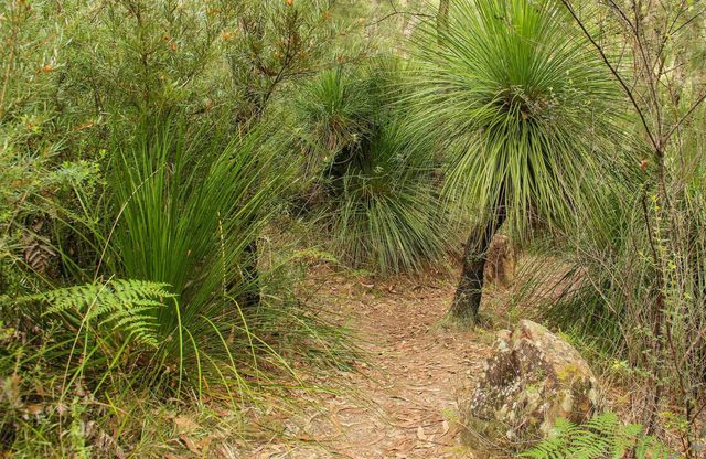 Grass Tree Circuit