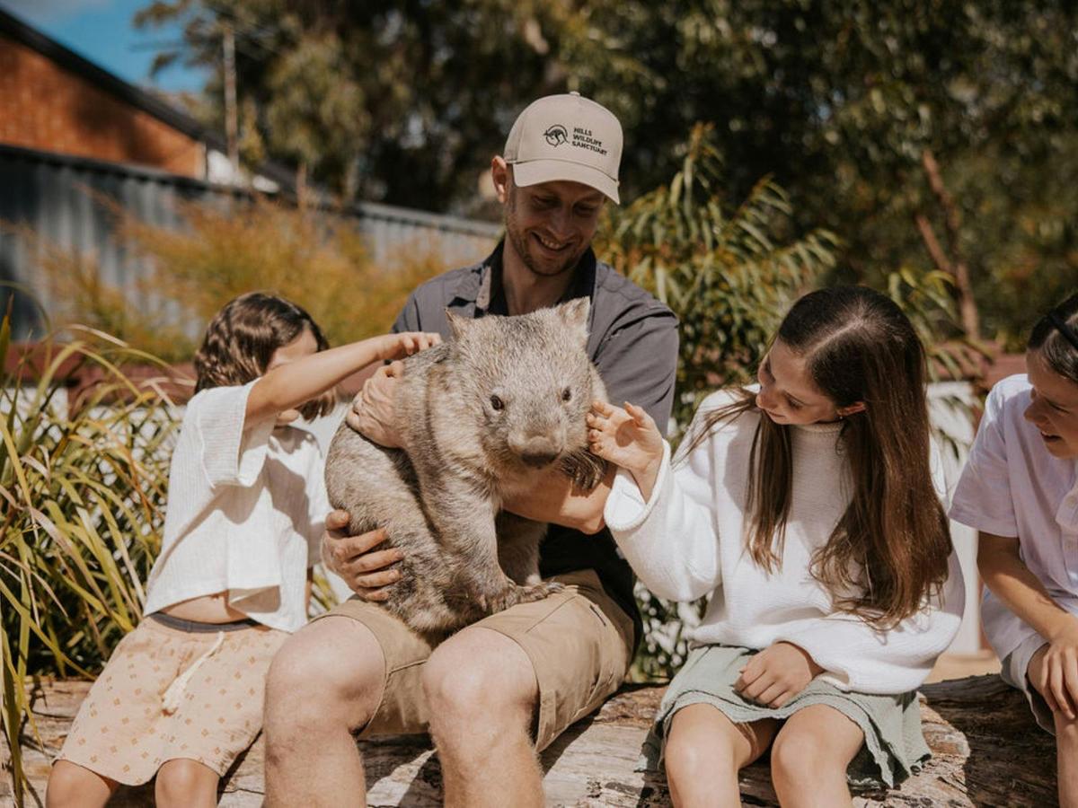 Wallaby