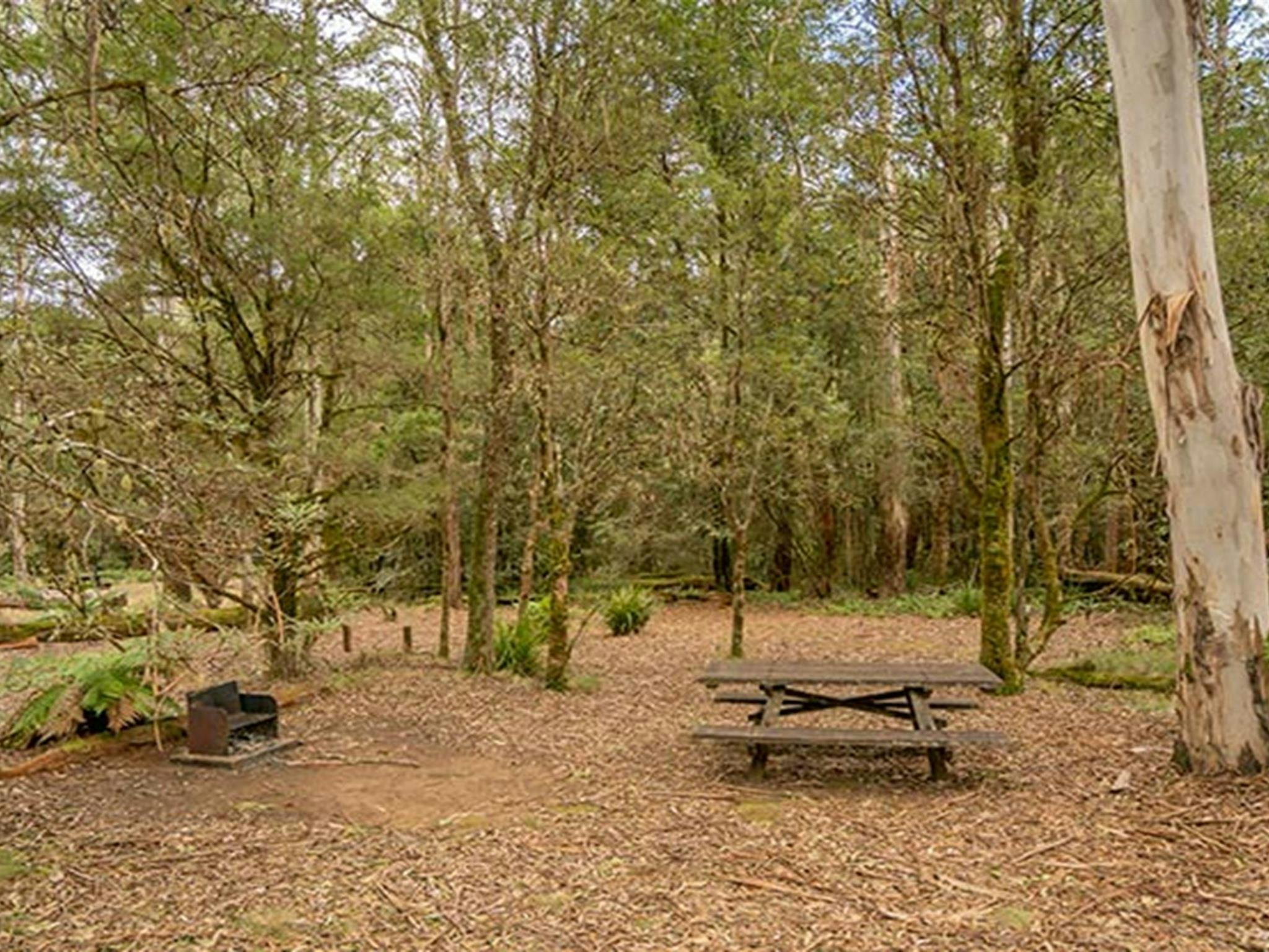 Thungutti campground in New England National Park. Photo: John Spencer/OEH
