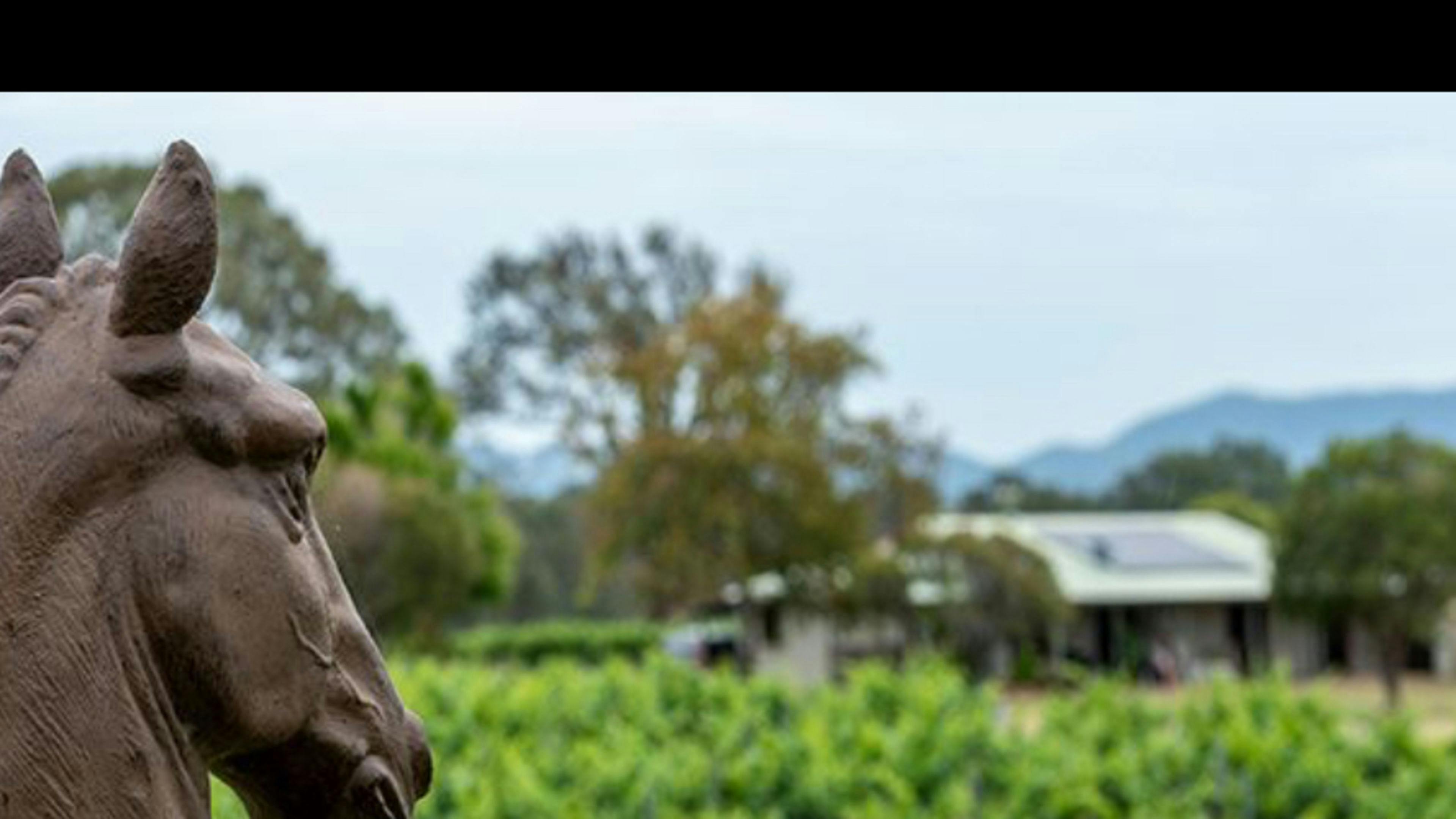 Trinity Vineyard - Hunter Valley