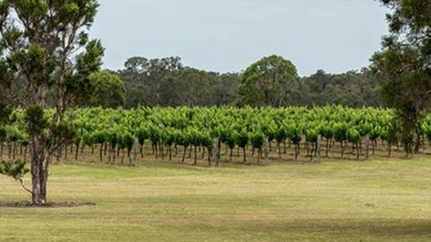 Trinity Vineyard - Hunter Valley