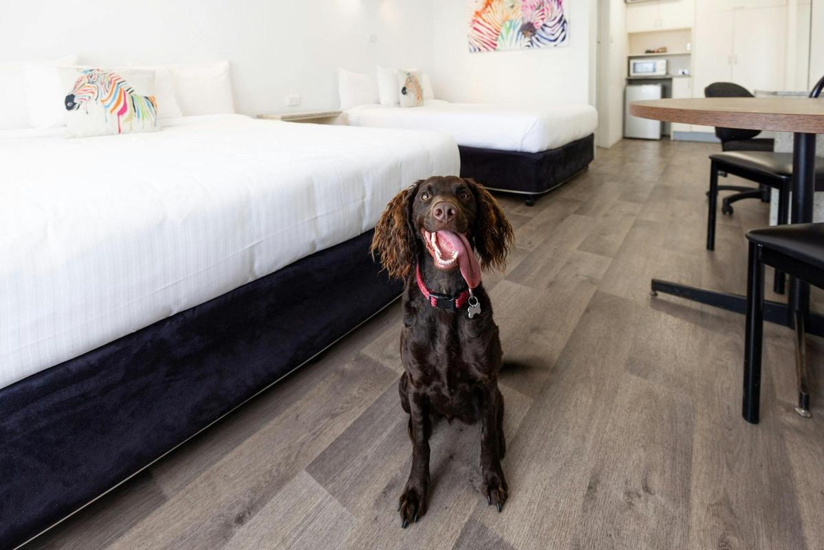 Pet Friendly Room