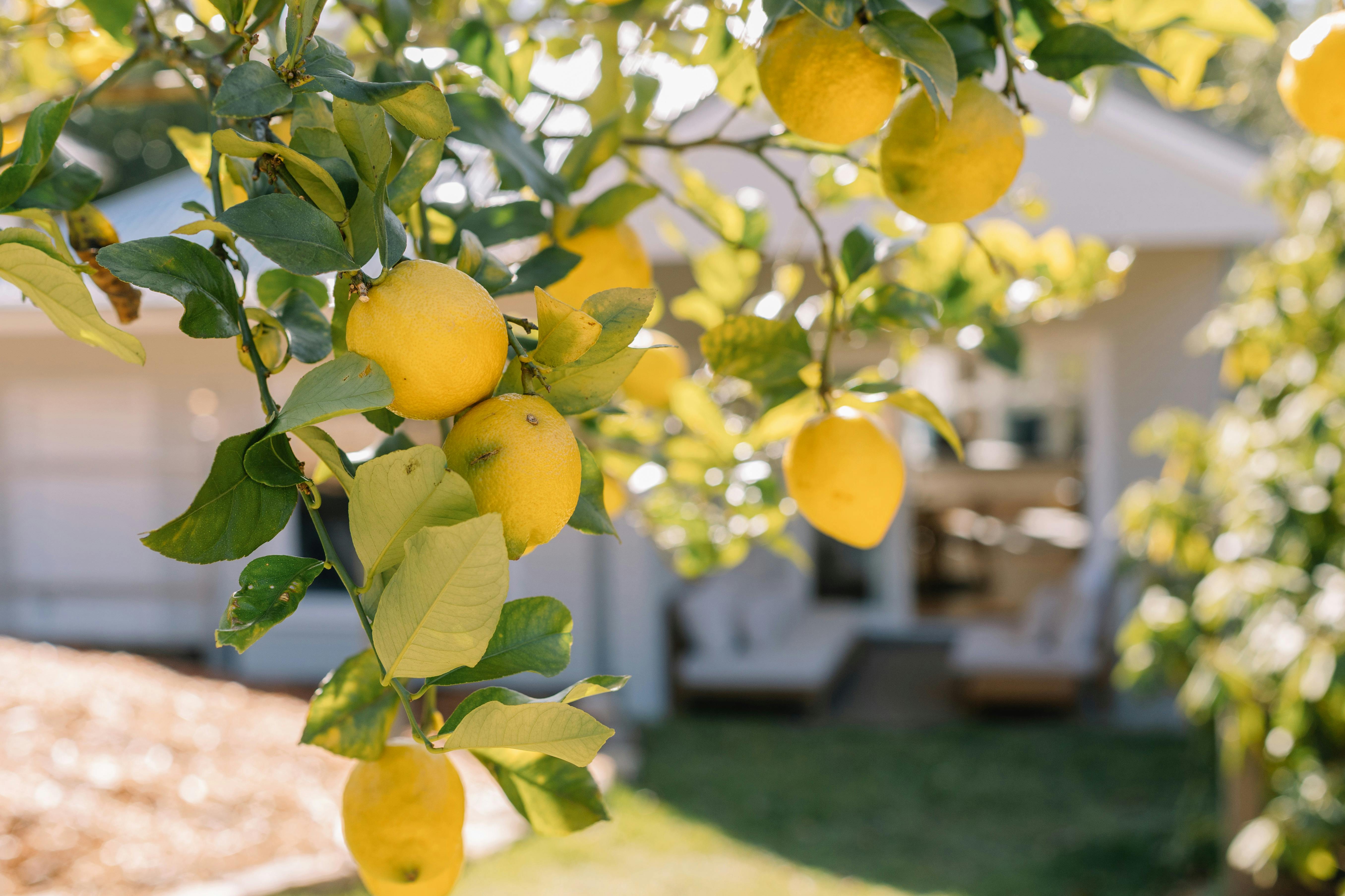 Lemon Tree