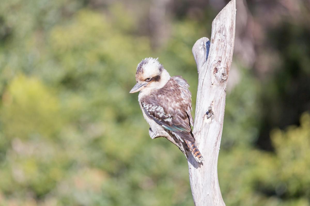 Kookaburras at Wonboyn