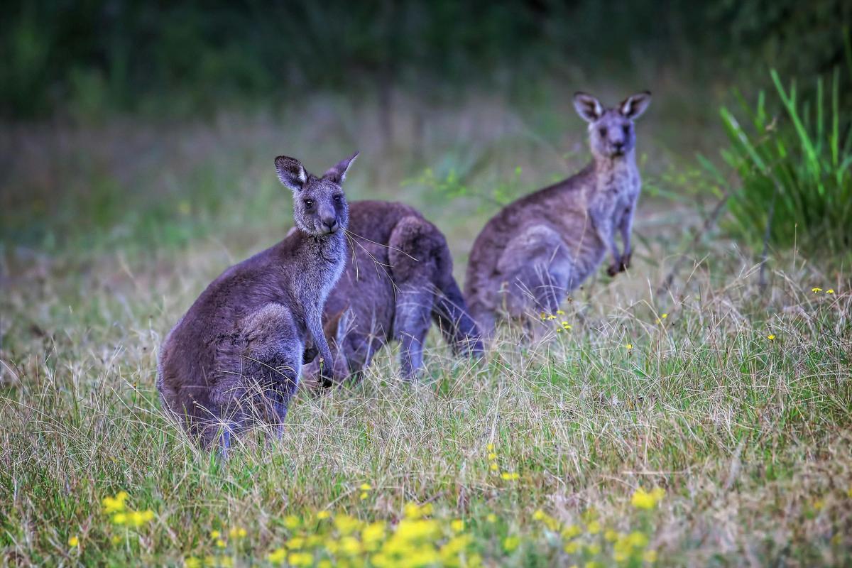 private retreat worrowing jervis bay
