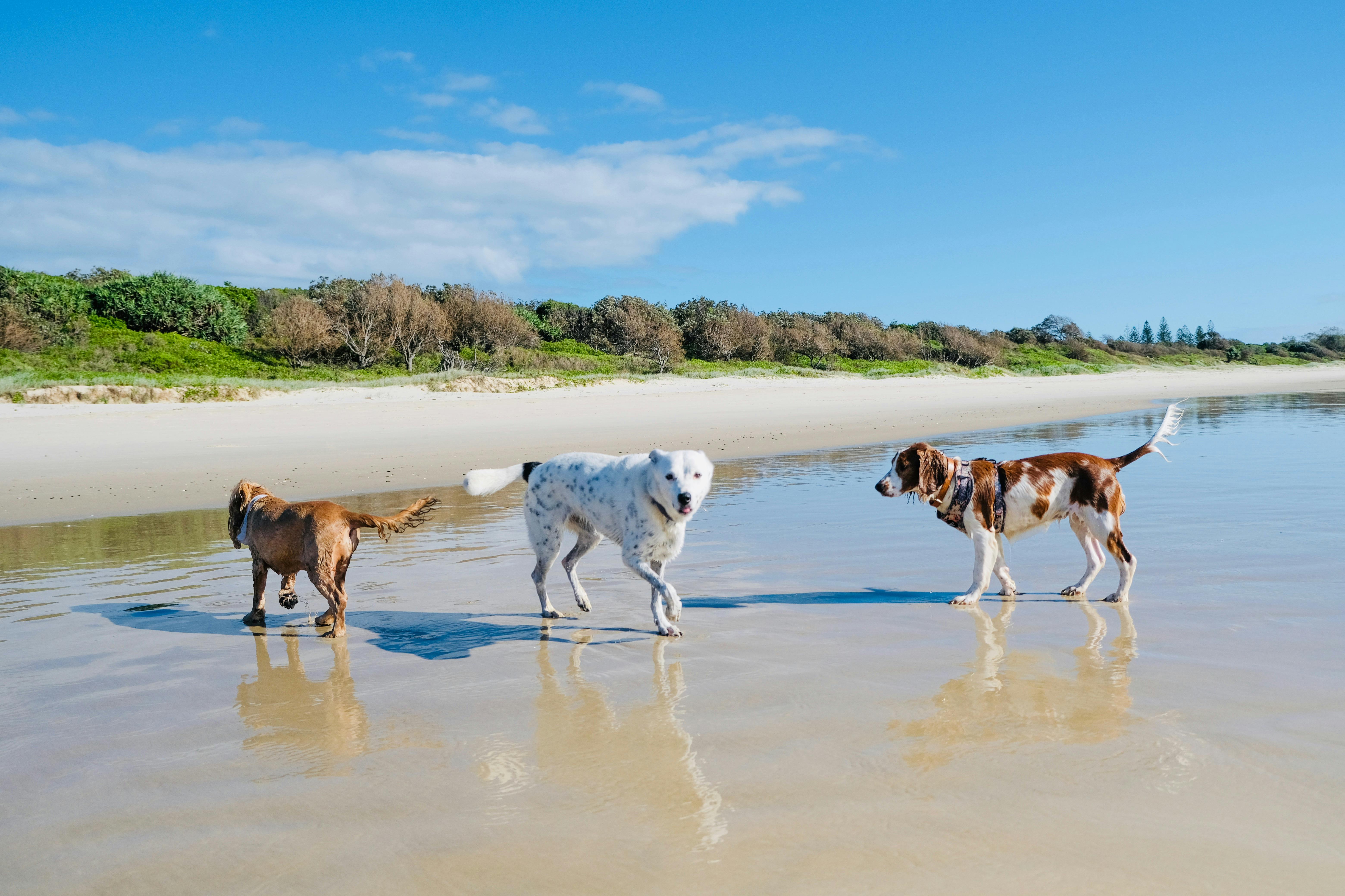 Bring your fur baby to Wooyung!