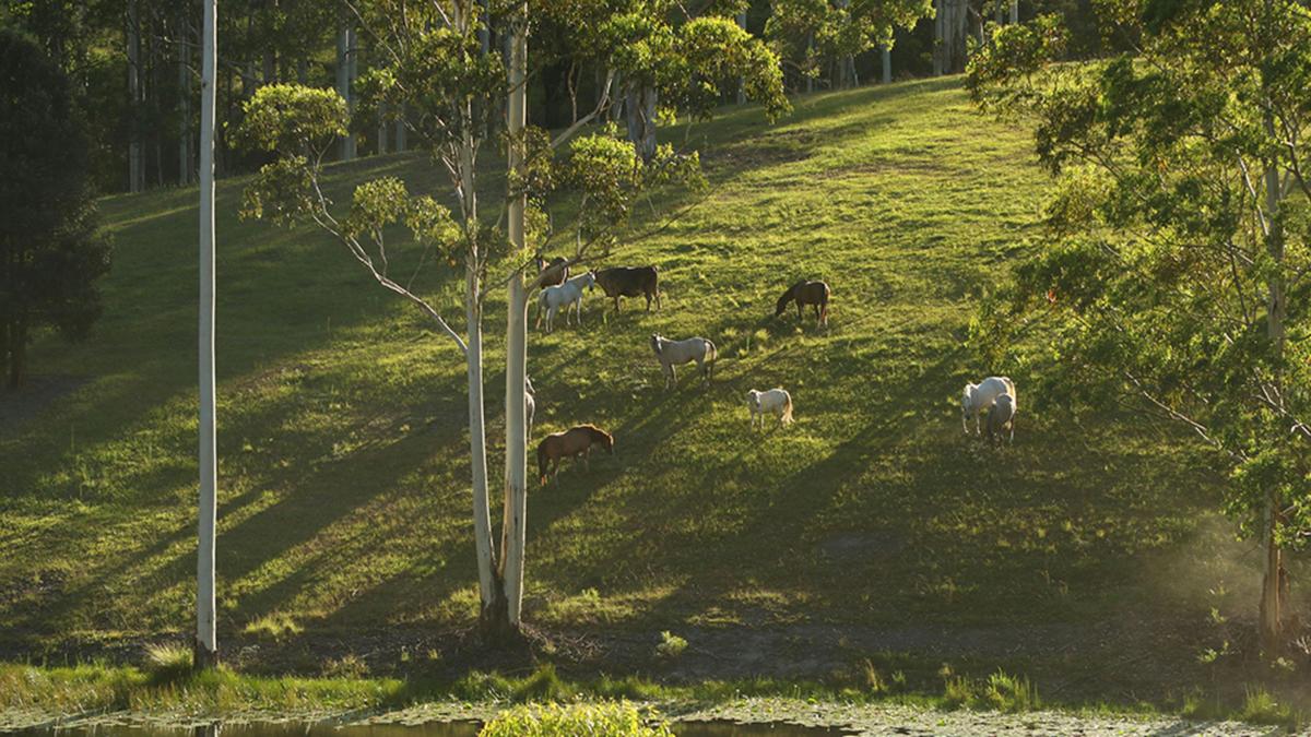 Wootton Arabian Stud Farmstay