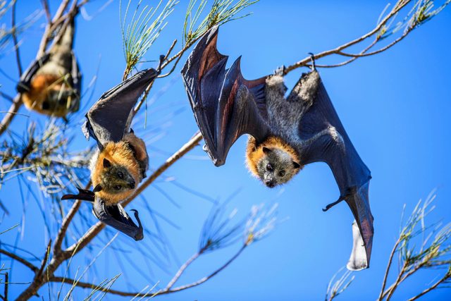 Grey-headed Flying-fox Camp