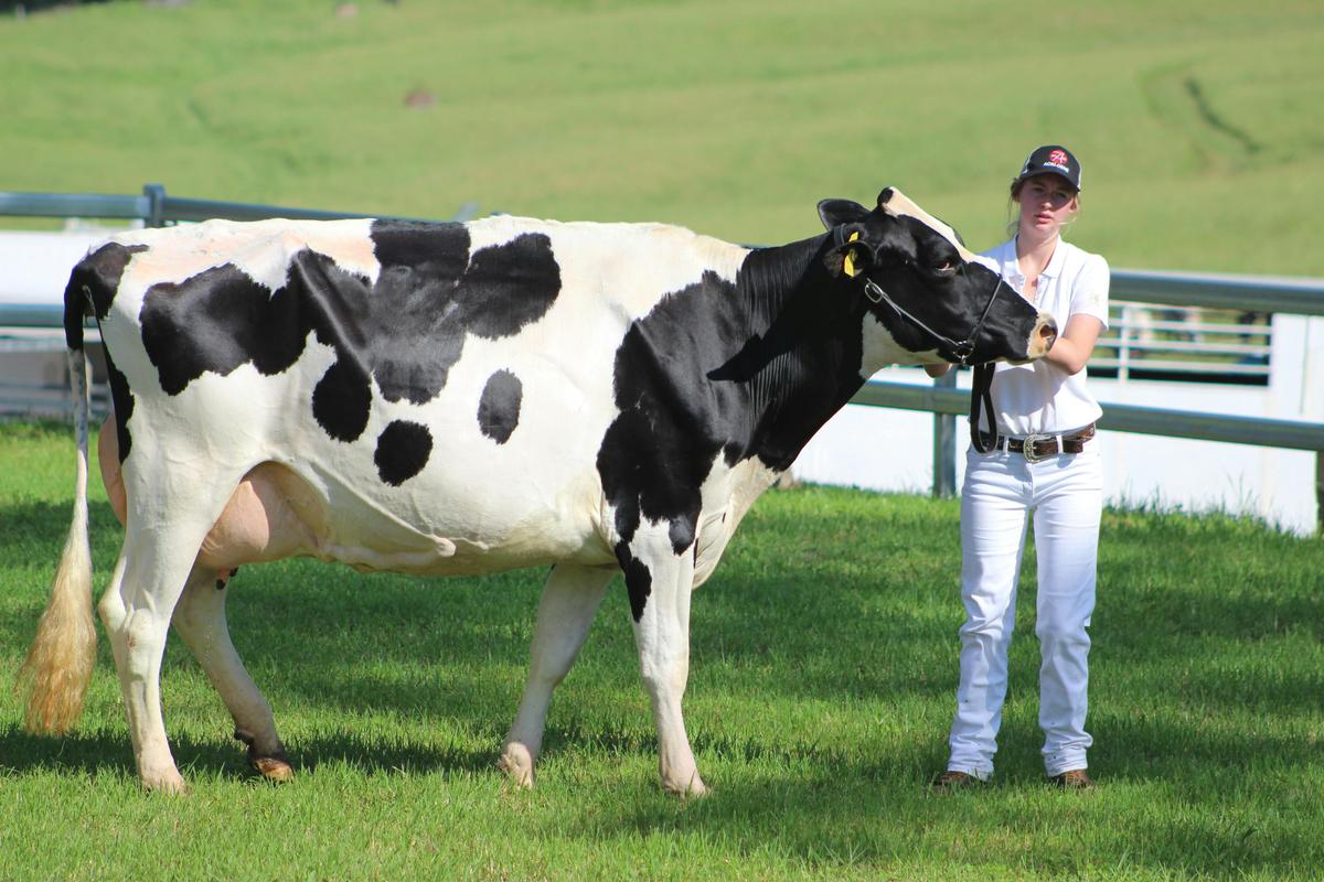 Holstein Dairy Cow