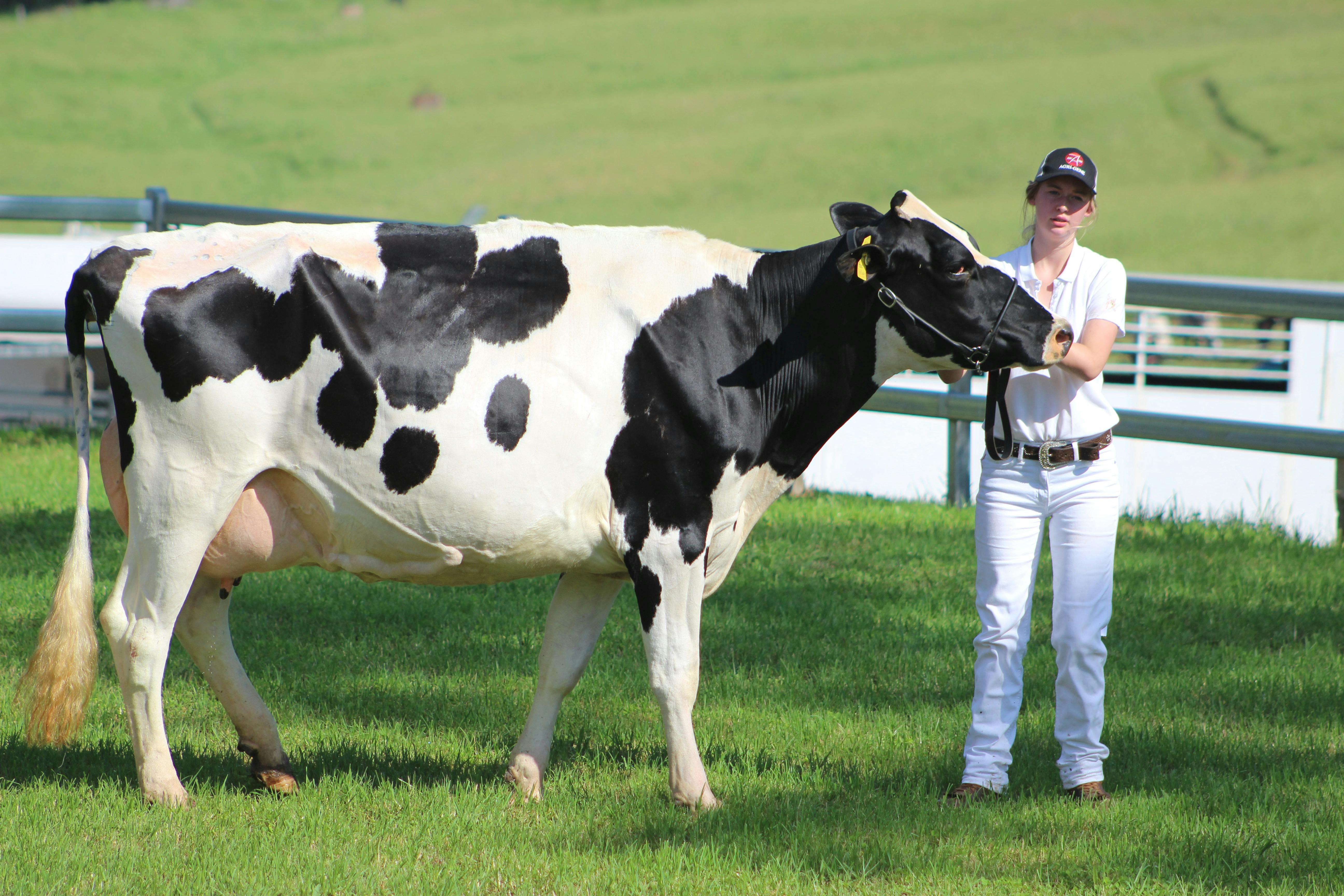Holstein Dairy Cow