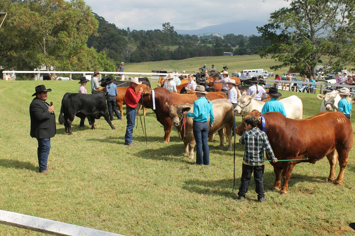 Beef - Junior Parade judging