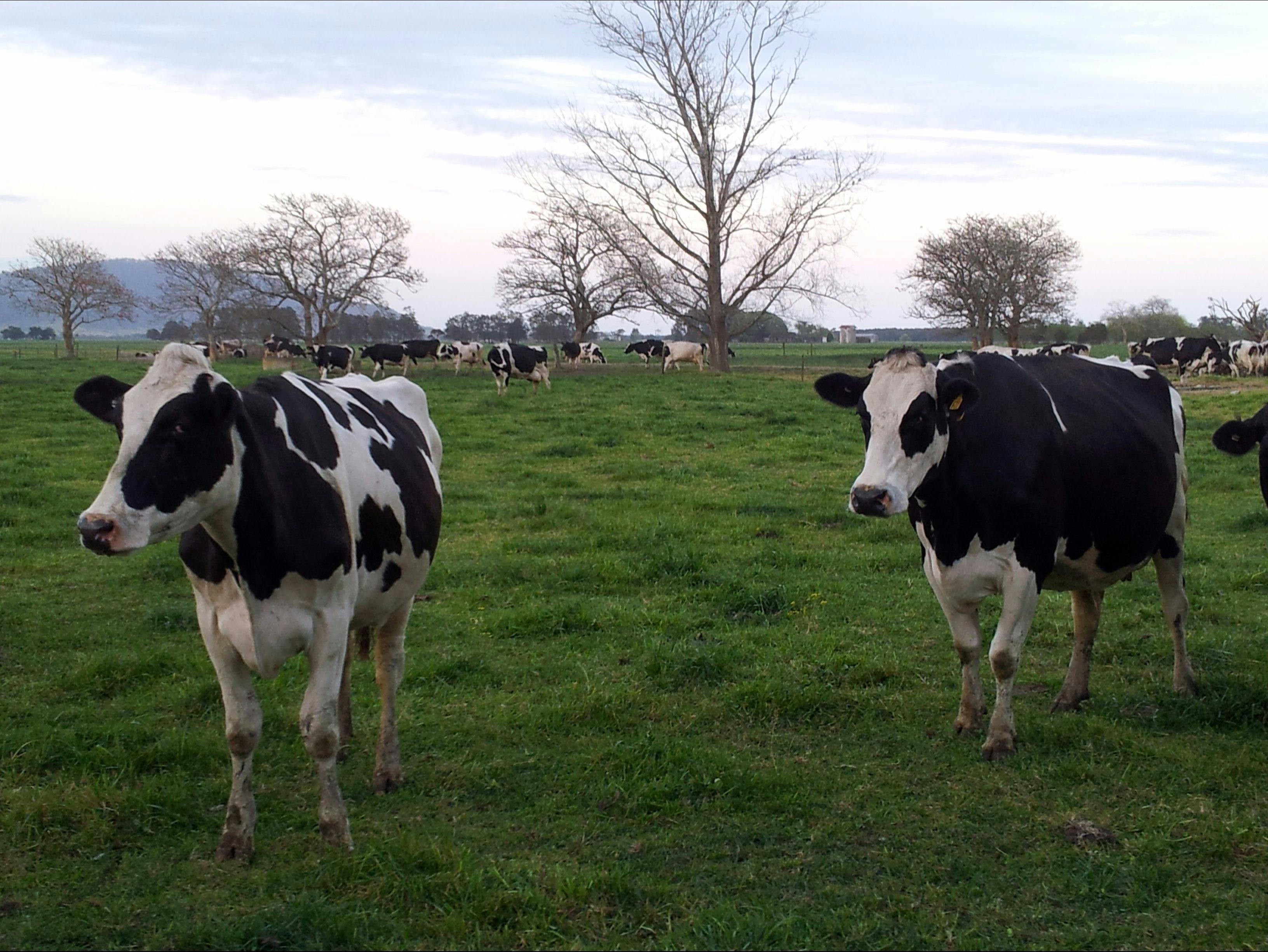 Cows in the back paddock