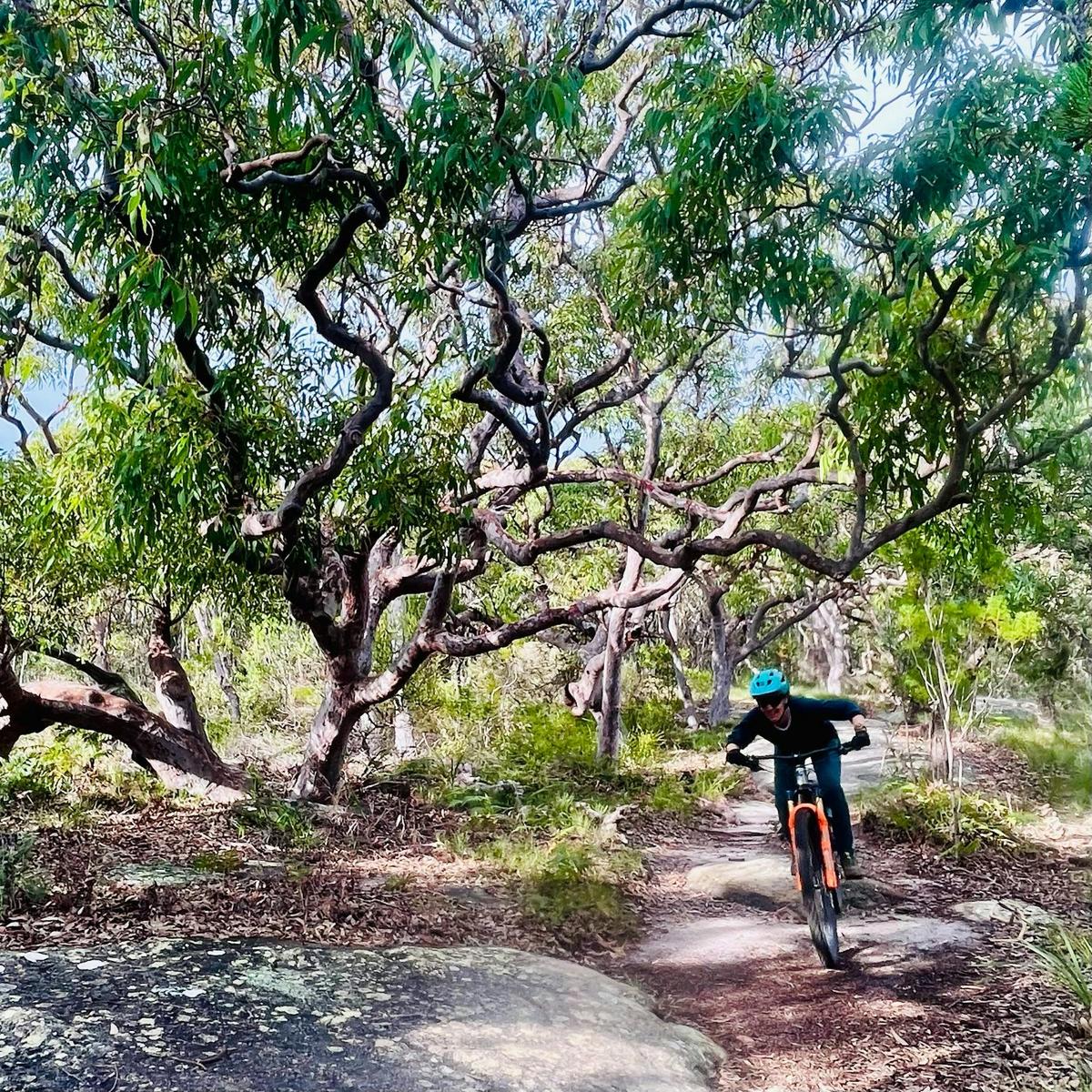 Mountain biker on trail under twisted angophora tree