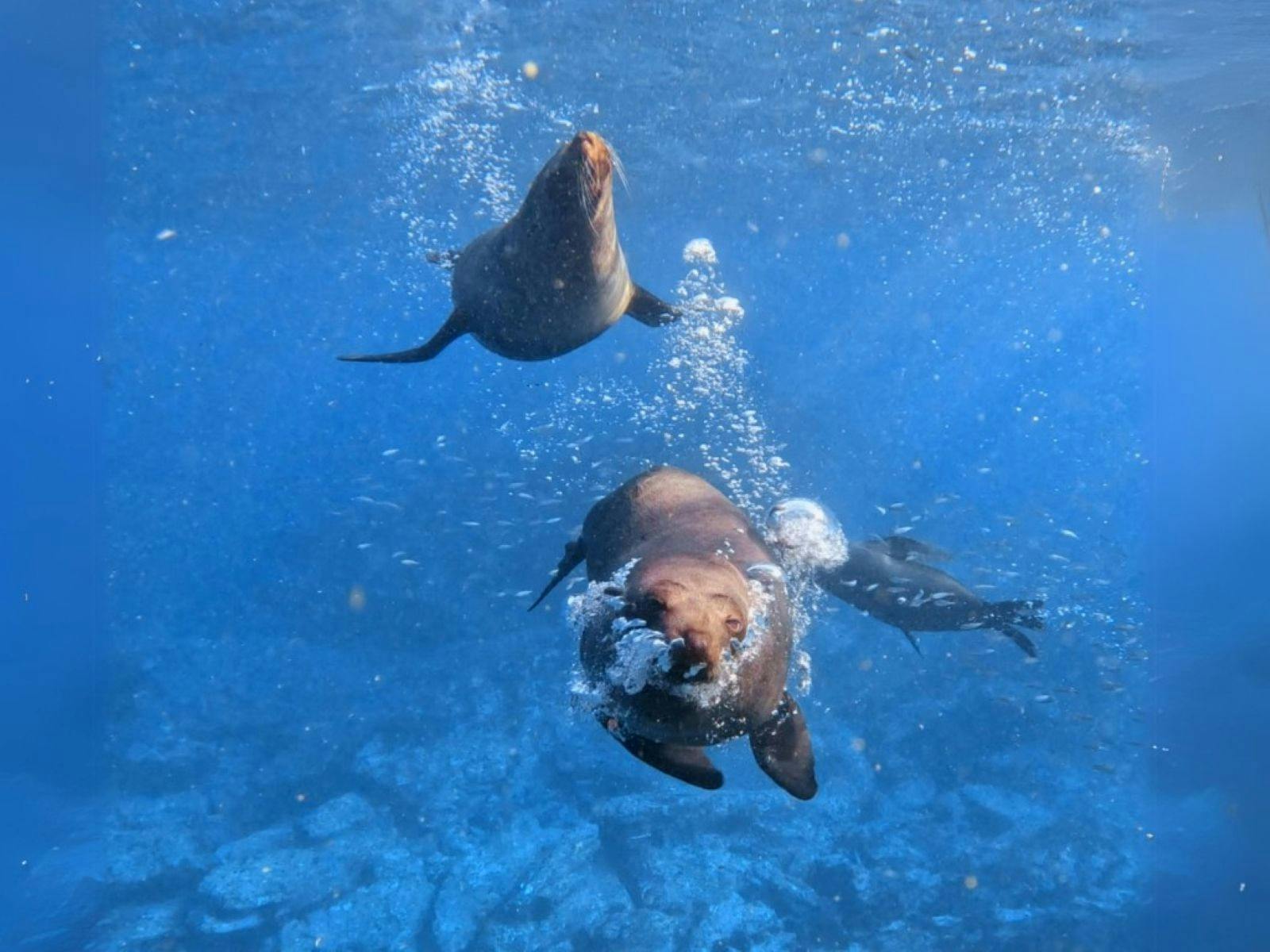 Two Seals under the water swimming