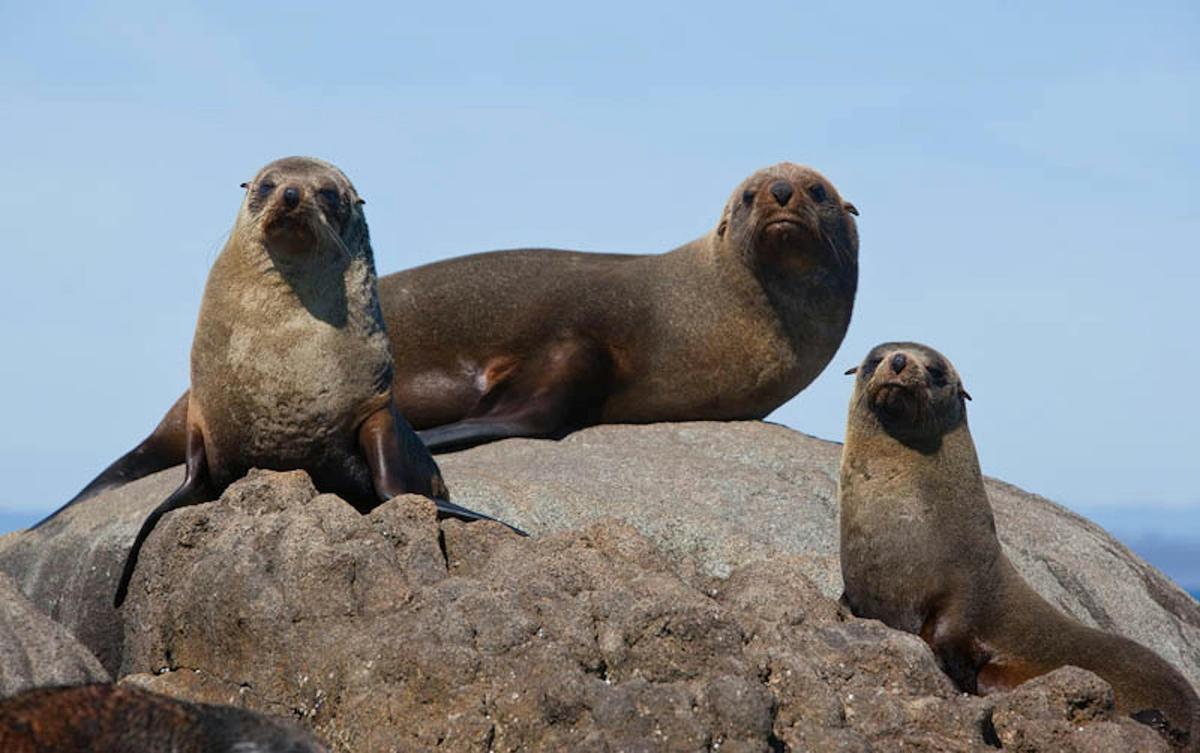 Seals at Montague Island