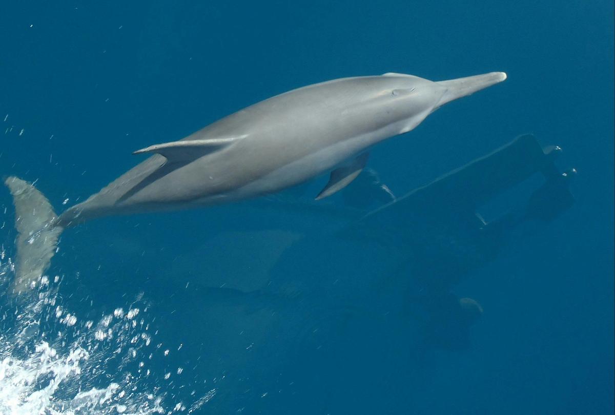 See Dolphins on your Montague Island Tour with Narooma Tours