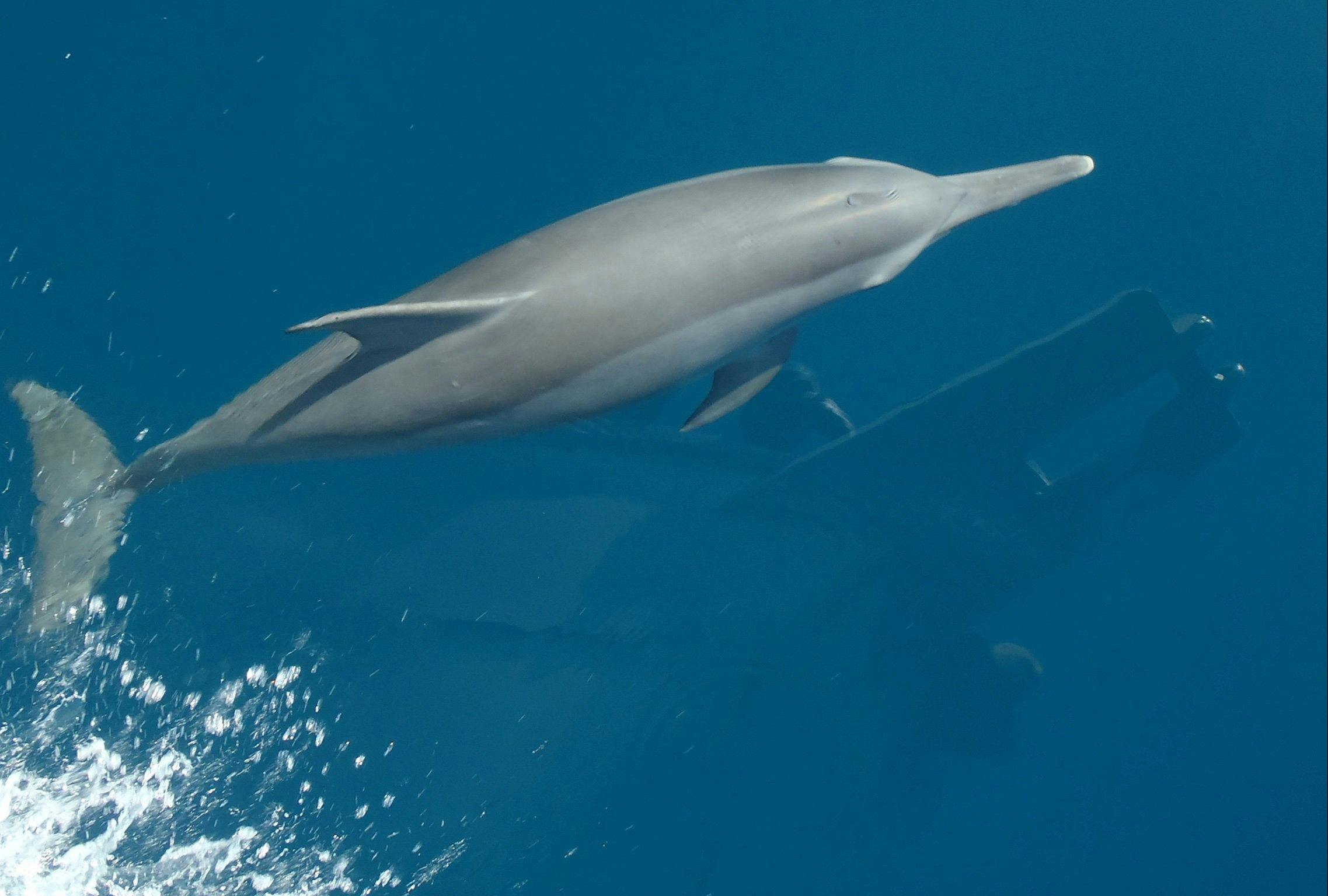 See Dolphins on your Montague Island Tour with Narooma Tours