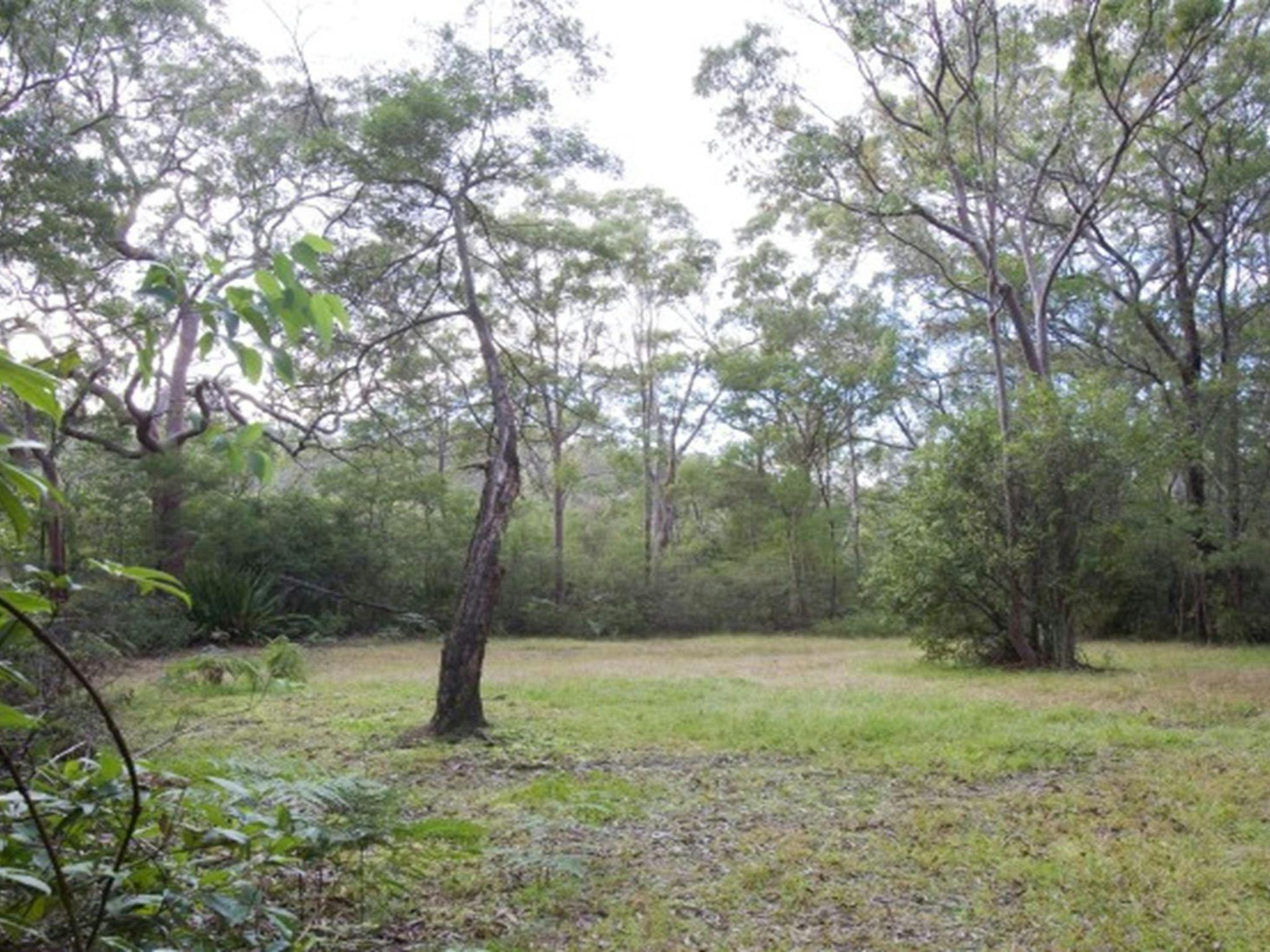 Trees and a flat grassy area at Gunjulla Flat picnic area in Royal National Park. Photo: Nick Cubbin
