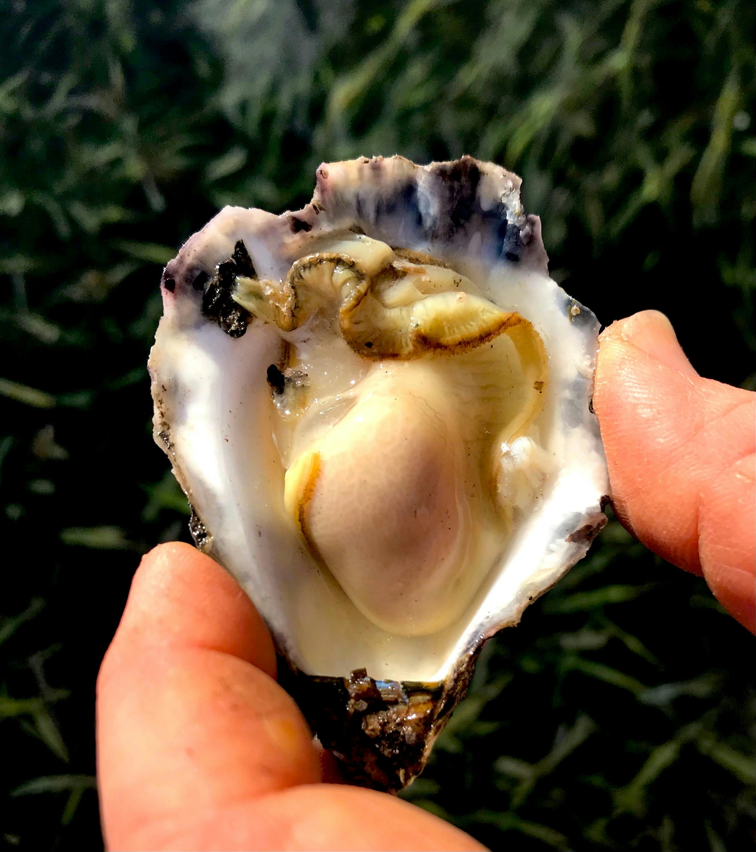 Delicious Sydney Rock Oysters
