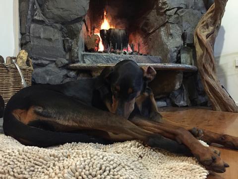 Dog enjoying stone open fireplace north coast holiday home