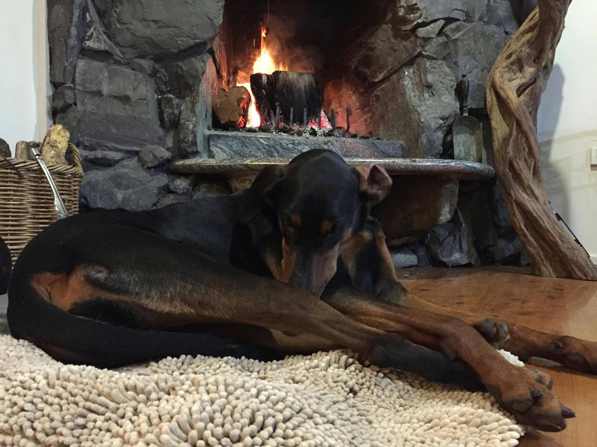 Dog enjoying stone open fireplace north coast holiday home