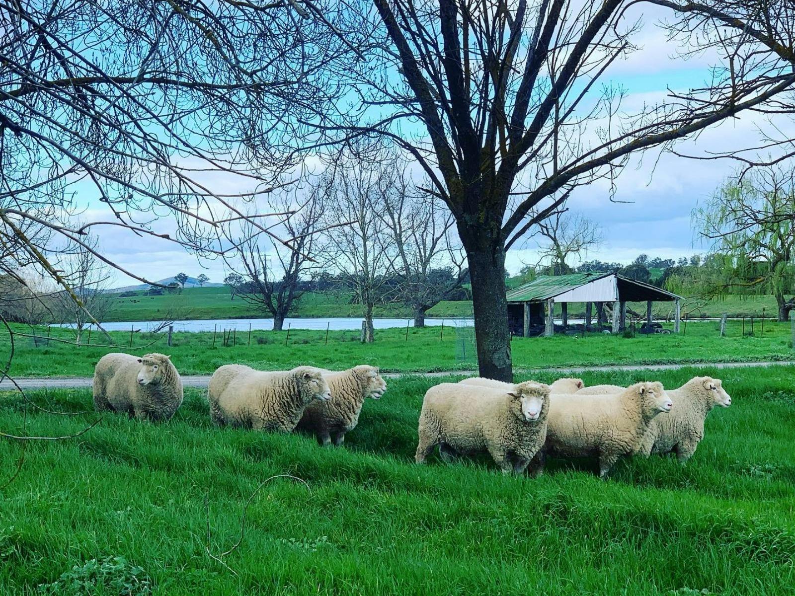Historic Merryville Homestead