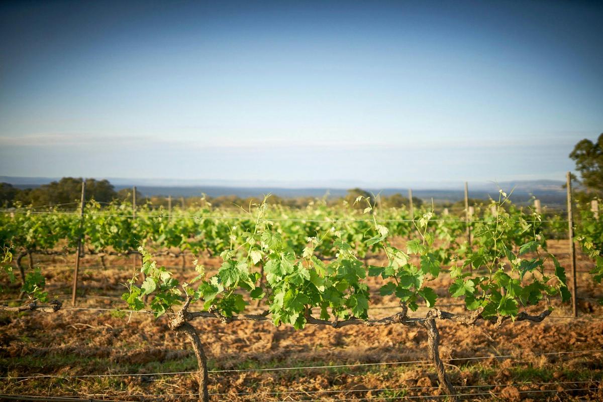 Wandin Vineyards