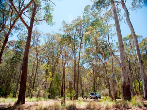 Coolah Tops National Park Camping