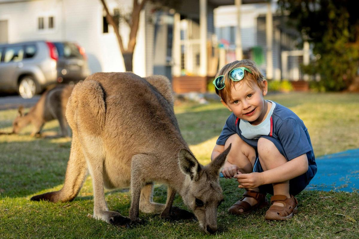 Kangaroo