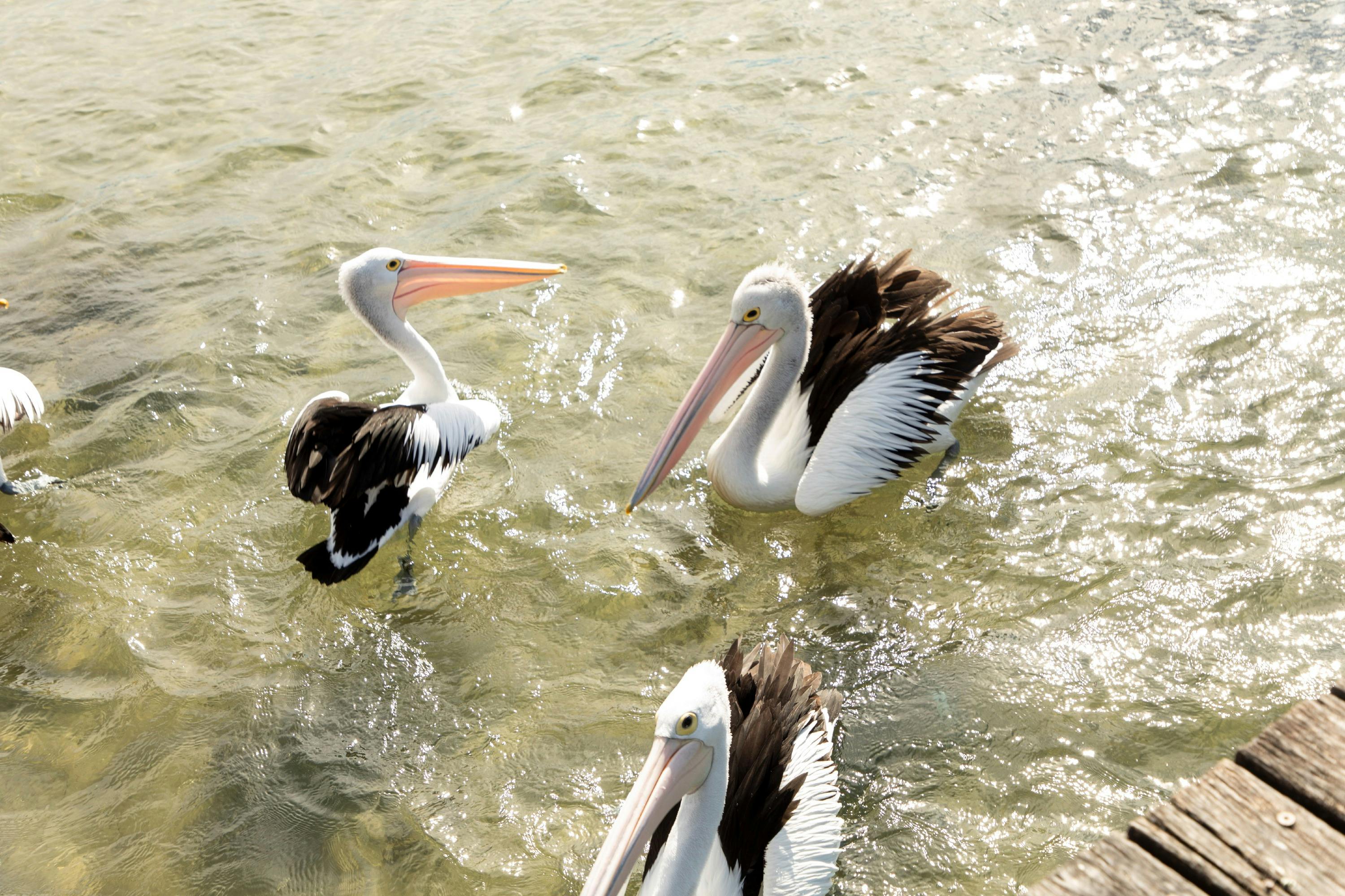 Watch the pelicans as you enjoy lunch at Innes Boat Shed