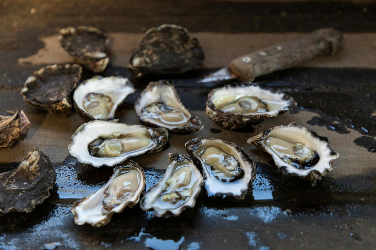 Come to the Gourmet Coast for the BEST oysters